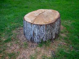 Best Tree Health Inspection  in Sweetwater, TX